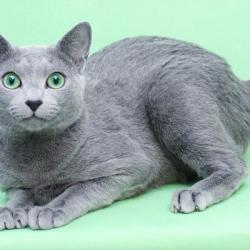 俄罗斯蓝猫具有什么性格特点